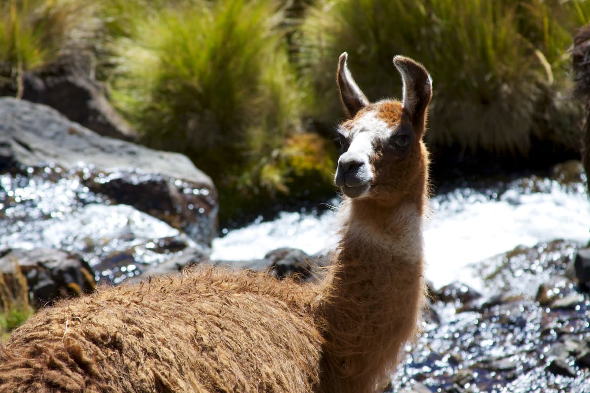 Ein Lama an einem Bach auf dem Lares-Trek